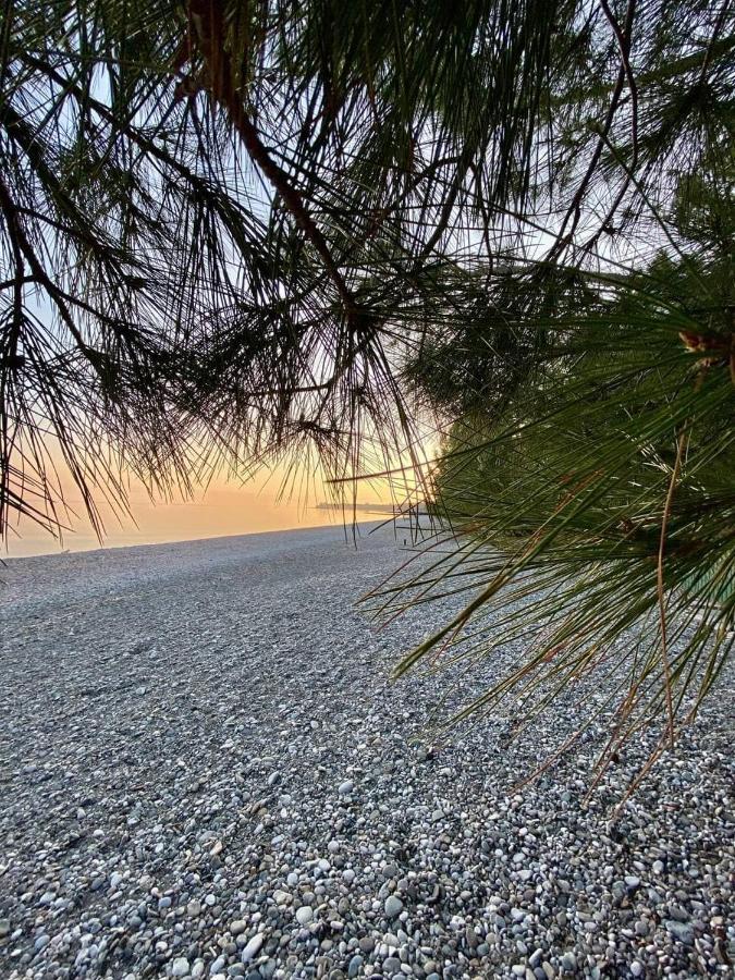 Мини-Отель Дарья В Пицунде Pitsunda Dış mekan fotoğraf