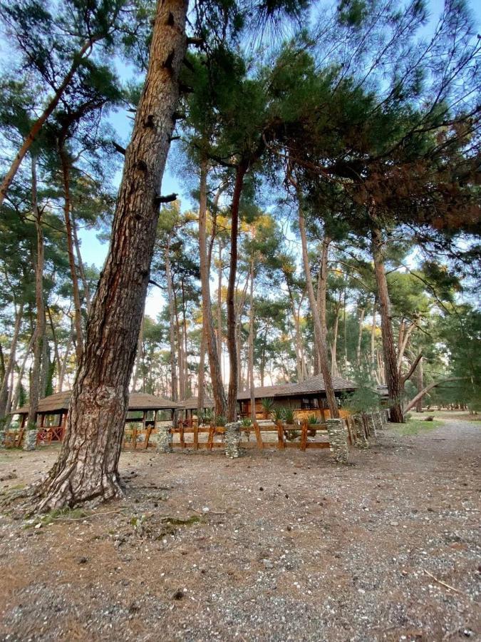 Мини-Отель Дарья В Пицунде Pitsunda Dış mekan fotoğraf